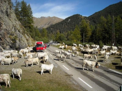La route plus large permet un arrêt du troupeau sans perturber la circulation.