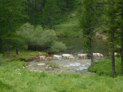 A la Minière, les vaches sont rassemblées pour la traite du soir.