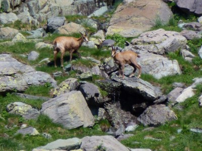 Dans l’enceinte protégée du Parc National du Mercantour, les guides vous feront également découvrir les habitants du lieux : Chamois, bouquetins et marmottes sont ici chez eux.