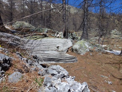 Dans ce morceau de tronc, j’ai vu une murène... prête à engloutir un caillou !