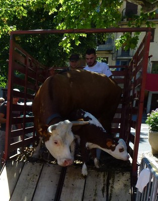 Une vache et son jeune veau... un peu intimidés par la foule.
