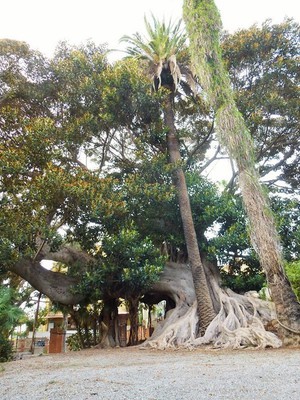 Impératif ! Se retourner pour admirer le Ficus !