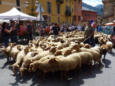 Passage du troupeau de brebis d’Armand Giordano dans le village